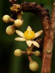 Desplatsia dewevrei