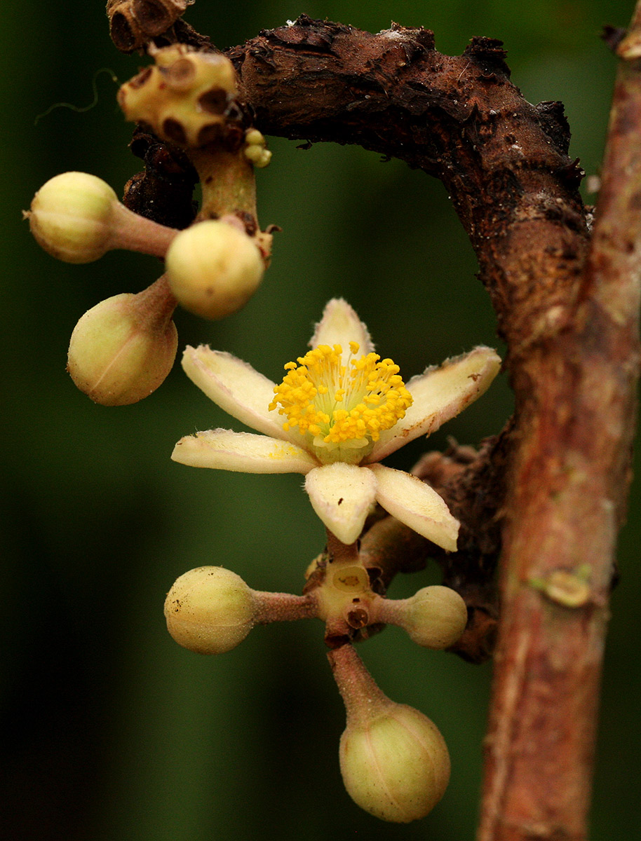 Desplatsia dewevrei Desplatsia dewevrei