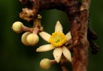 Desplatsia dewevrei