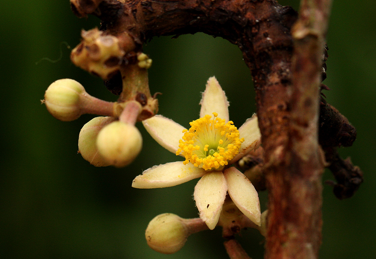 Desplatsia dewevrei Desplatsia dewevrei