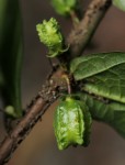 Scaphopetalum thonneri var. thonneri
