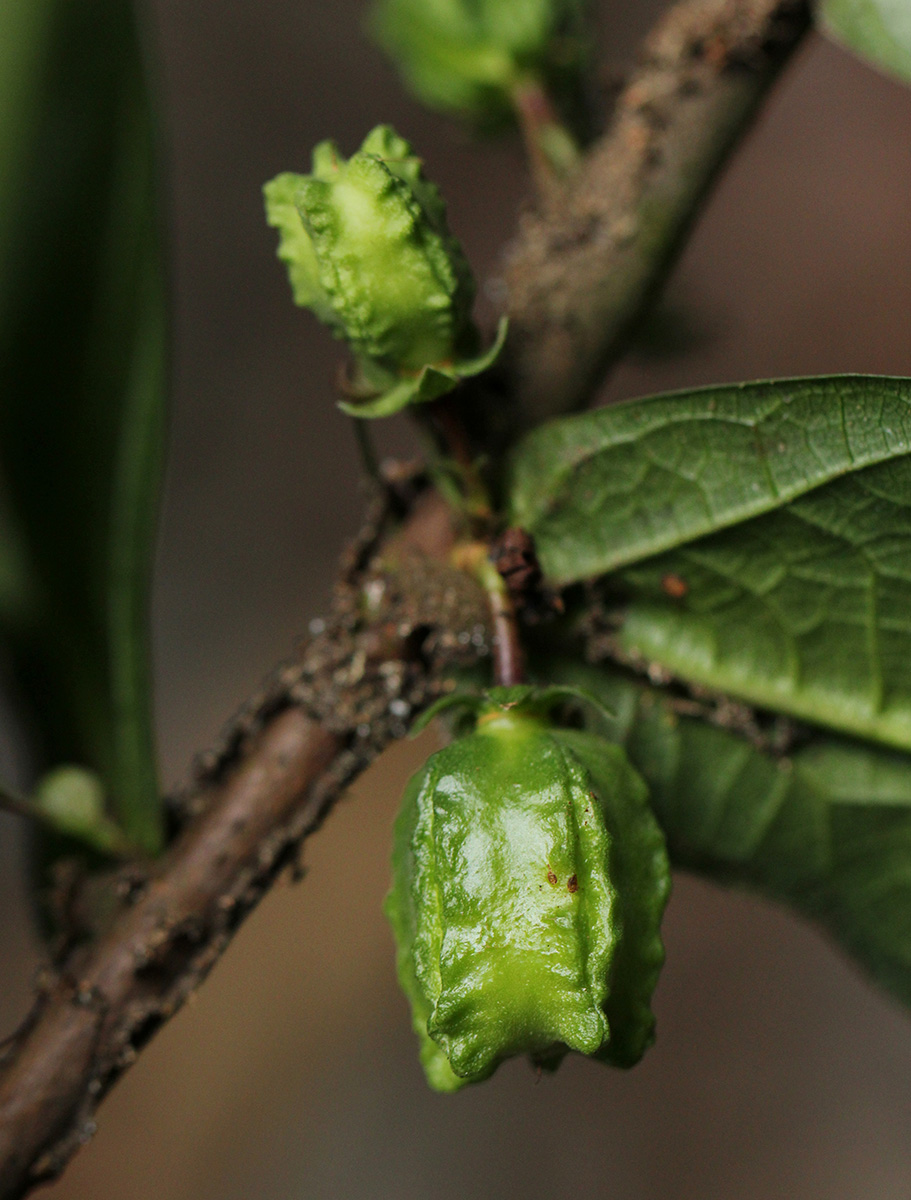 Scaphopetalum thonneri var. thonneri