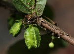 Scaphopetalum thonneri var. thonneri