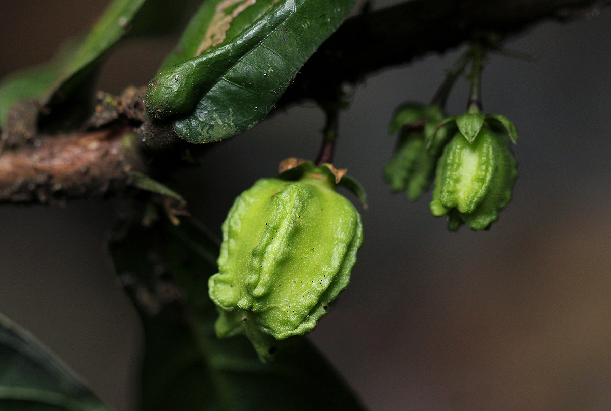 Scaphopetalum thonneri var. thonneri