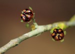 Scaphopetalum thonneri var. thonneri
