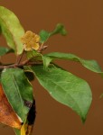 Nesogordonia kabingaensis
