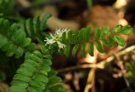 Rourea obliquifoliolata