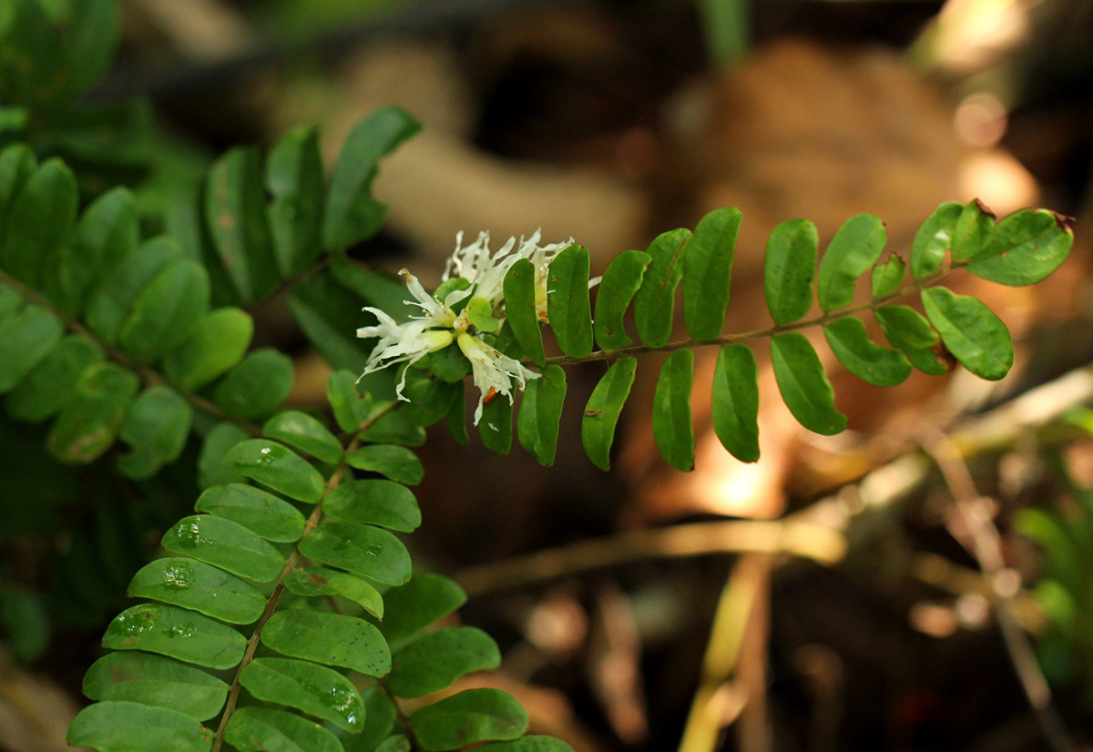 Rourea obliquifoliolata