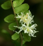 Rourea obliquifoliolata