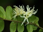 Rourea obliquifoliolata