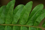 Rourea obliquifoliolata