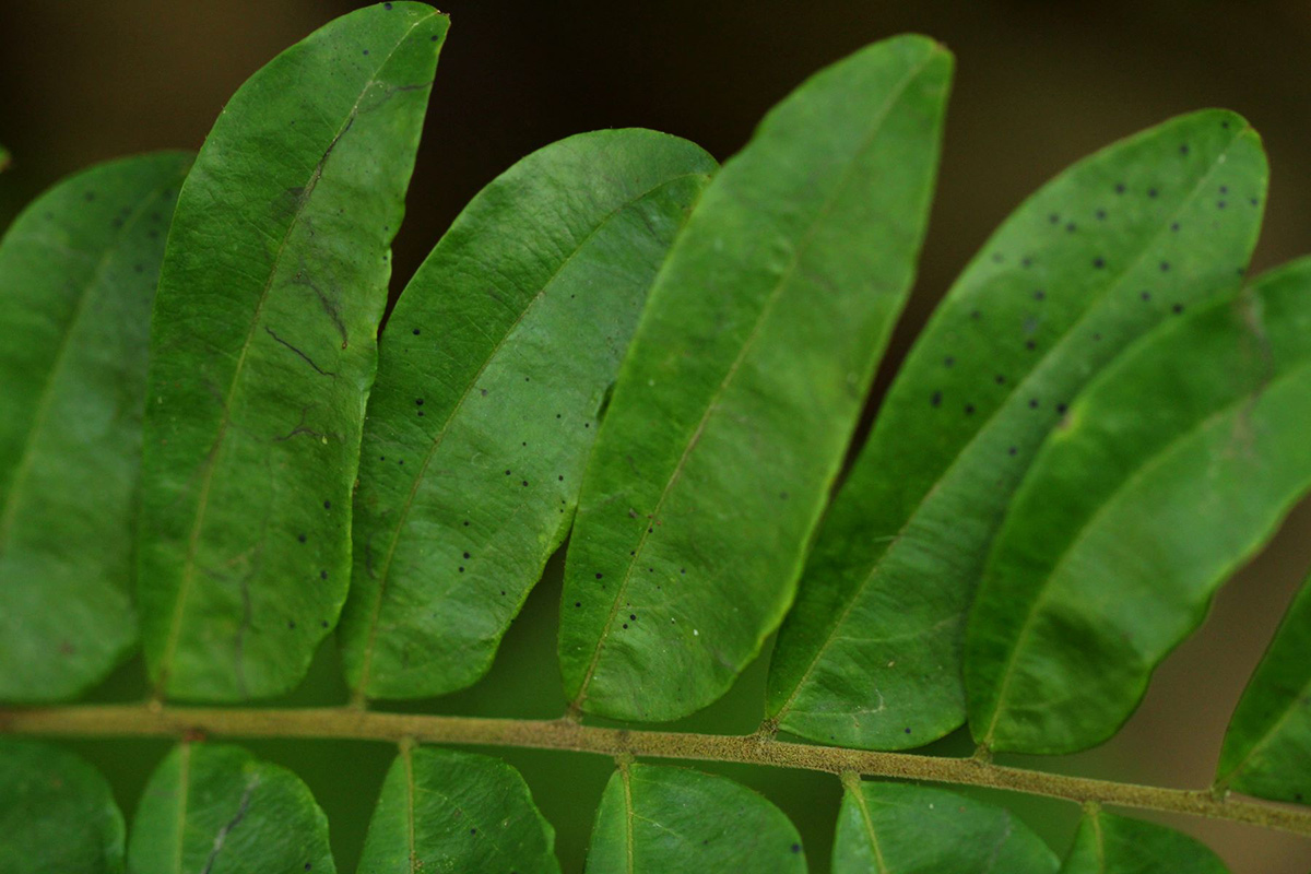 Rourea obliquifoliolata