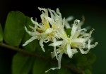 Rourea obliquifoliolata