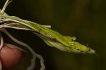 Genlisea angolensis