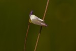 Genlisea angolensis