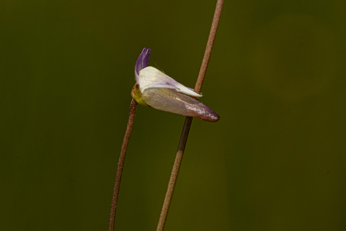 Genlisea angolensis Genlisea angolensis