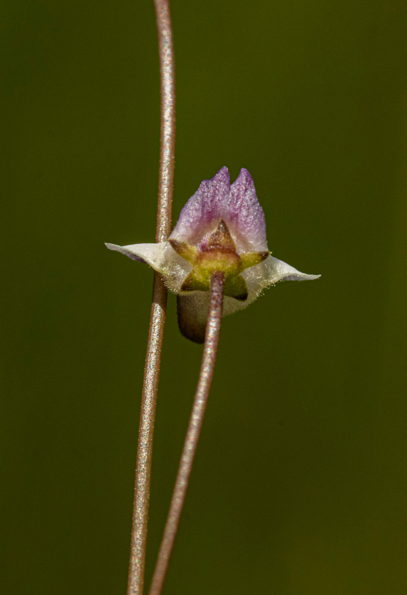 Genlisea angolensis Genlisea angolensis