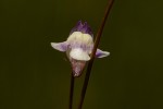 Genlisea angolensis