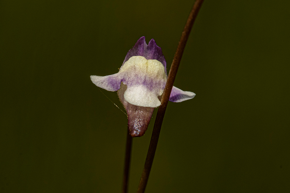 Genlisea angolensis Genlisea angolensis