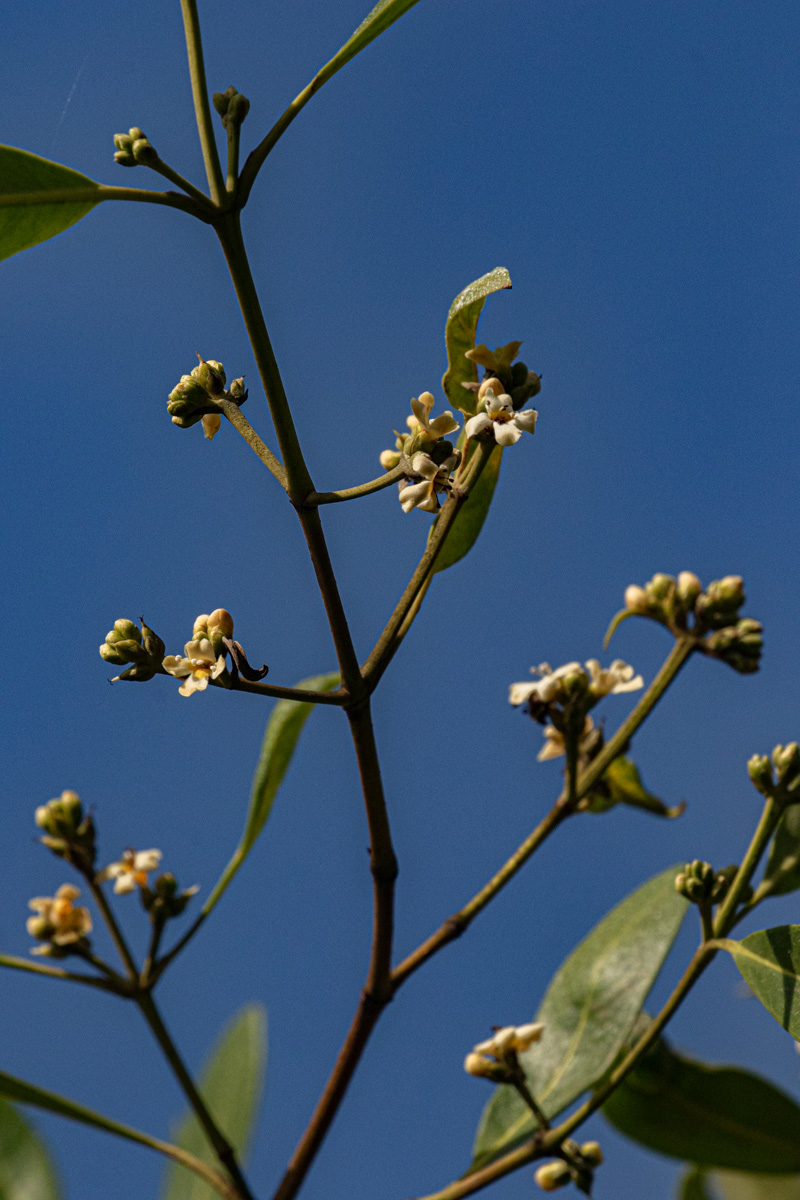 Avicennia germinans Avicennia germinans