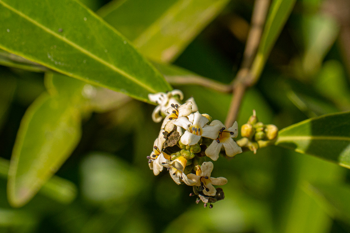 Avicennia germinans Avicennia germinans