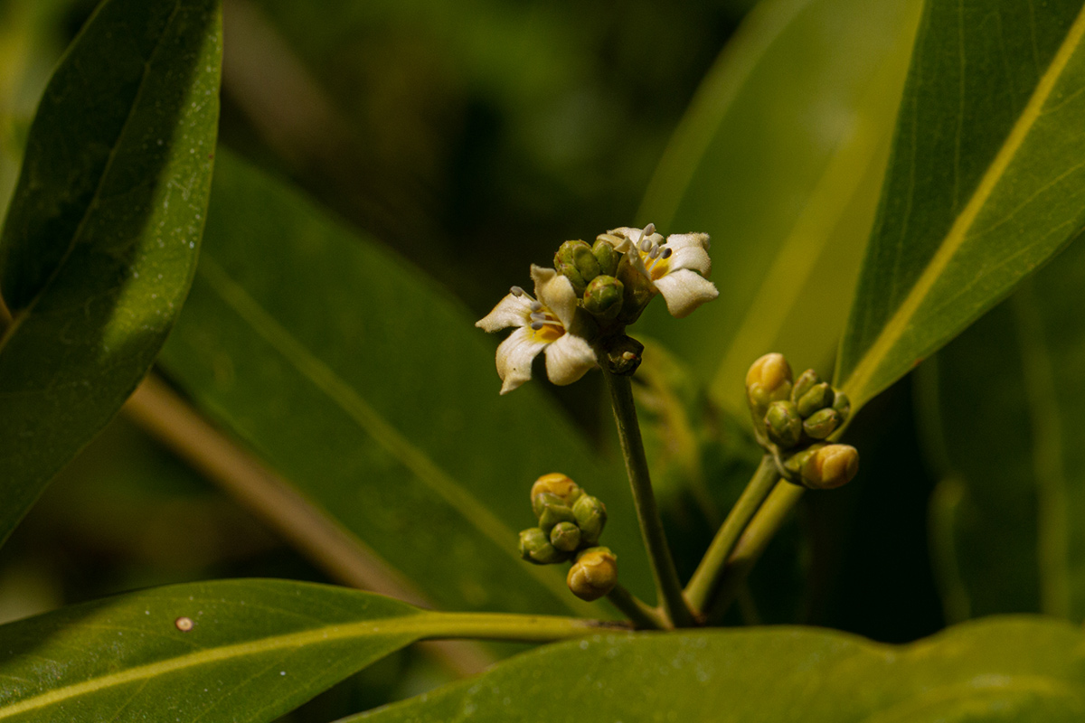 Avicennia germinans