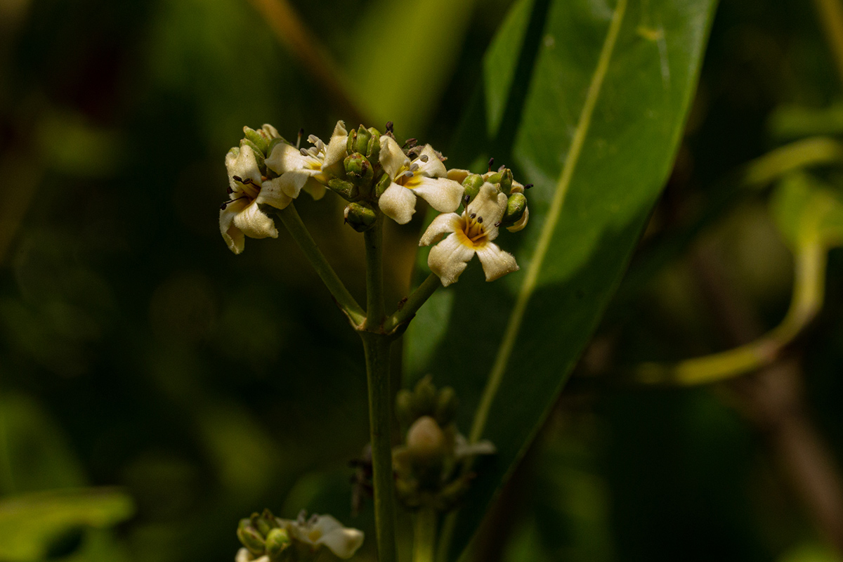 Avicennia germinans Avicennia germinans
