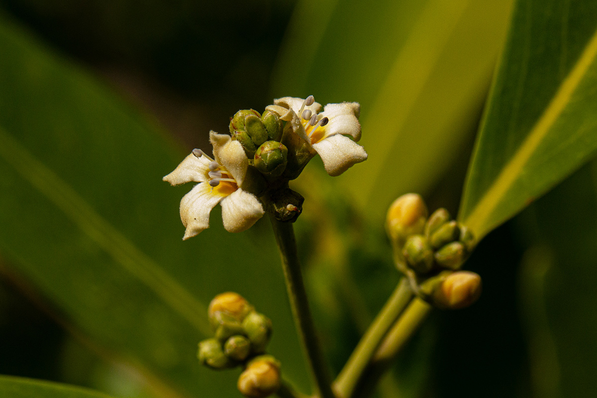 Avicennia germinans Avicennia germinans