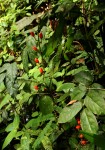 Urobotrya sparsiflora