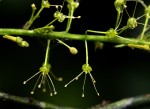 Urobotrya sparsiflora