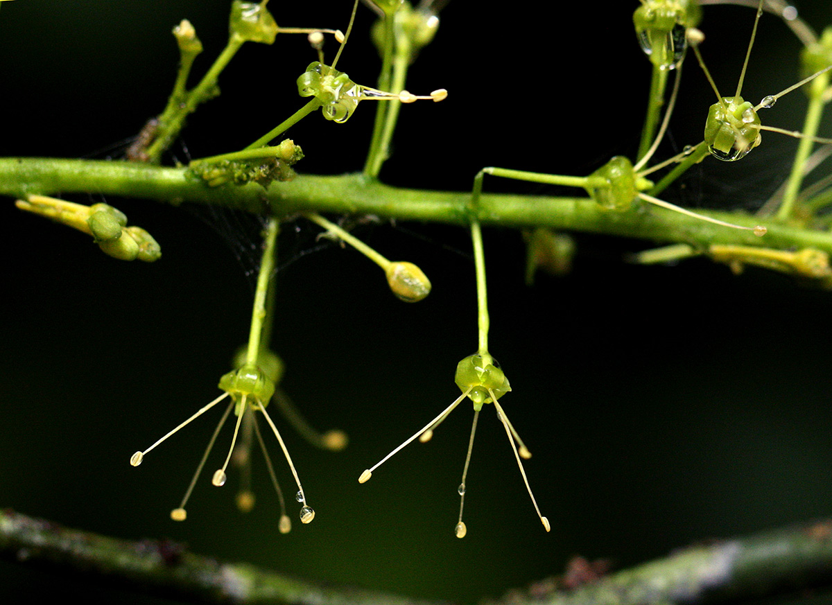 Urobotrya sparsiflora Urobotrya sparsiflora