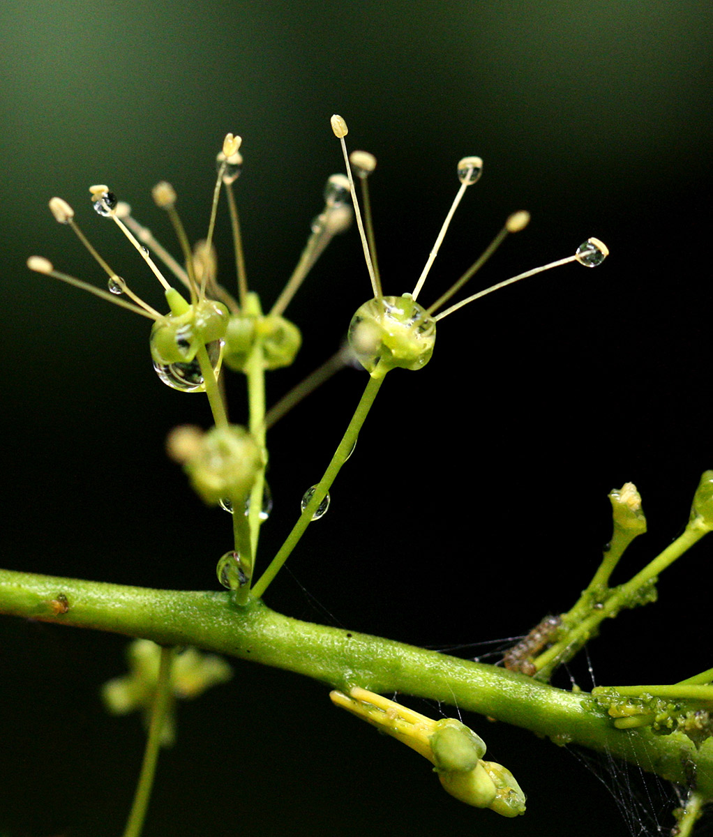 Urobotrya sparsiflora Urobotrya sparsiflora