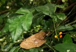 Urobotrya sparsiflora