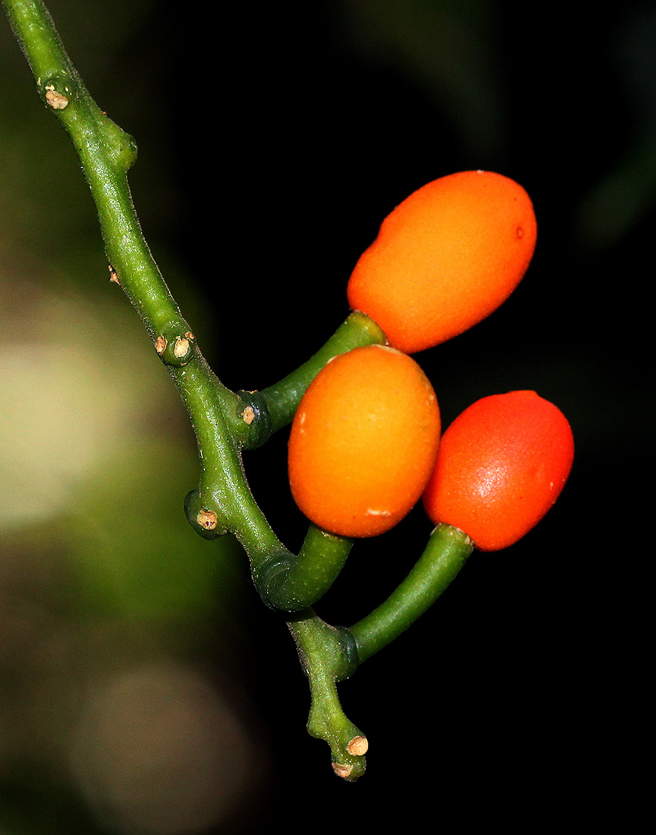 Urobotrya sparsiflora Urobotrya sparsiflora