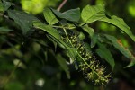 Urobotrya sparsiflora