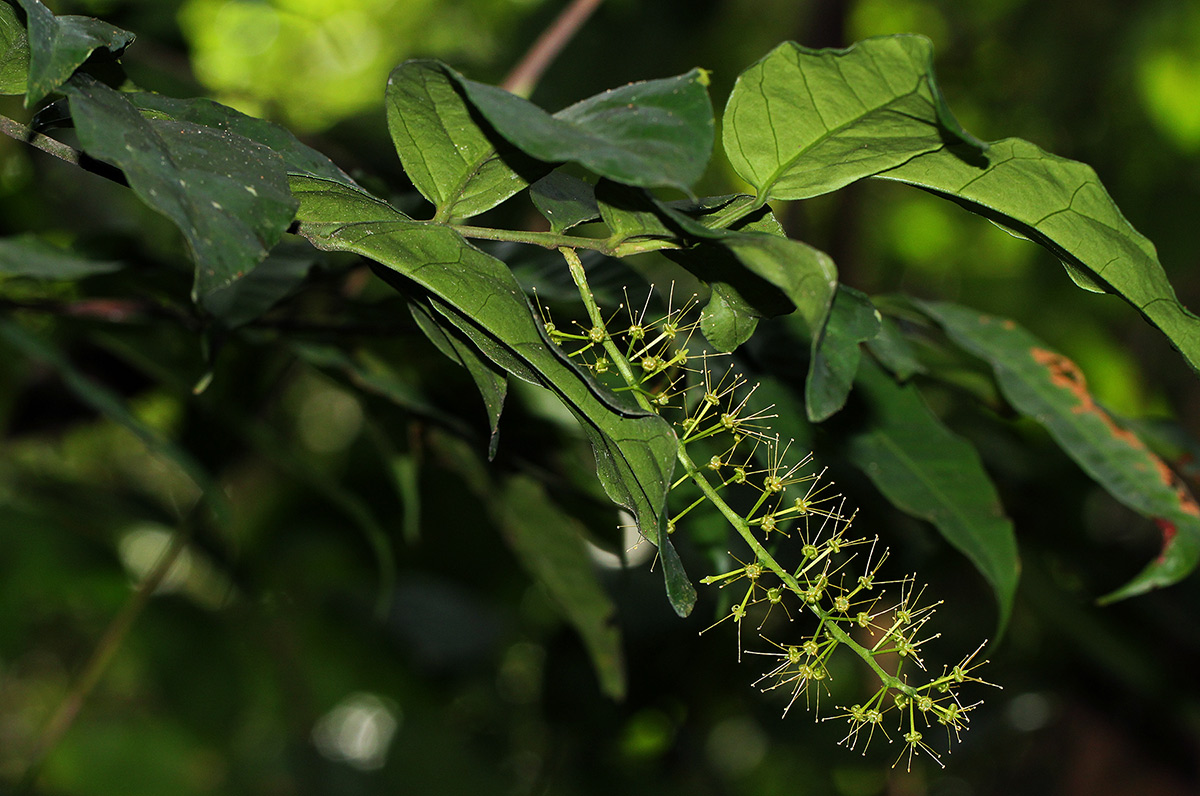 Urobotrya sparsiflora Urobotrya sparsiflora