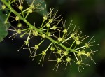 Urobotrya sparsiflora