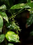 Urobotrya sparsiflora