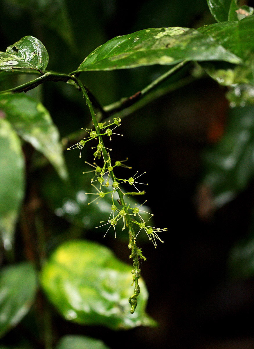 Urobotrya sparsiflora Urobotrya sparsiflora