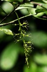 Urobotrya sparsiflora