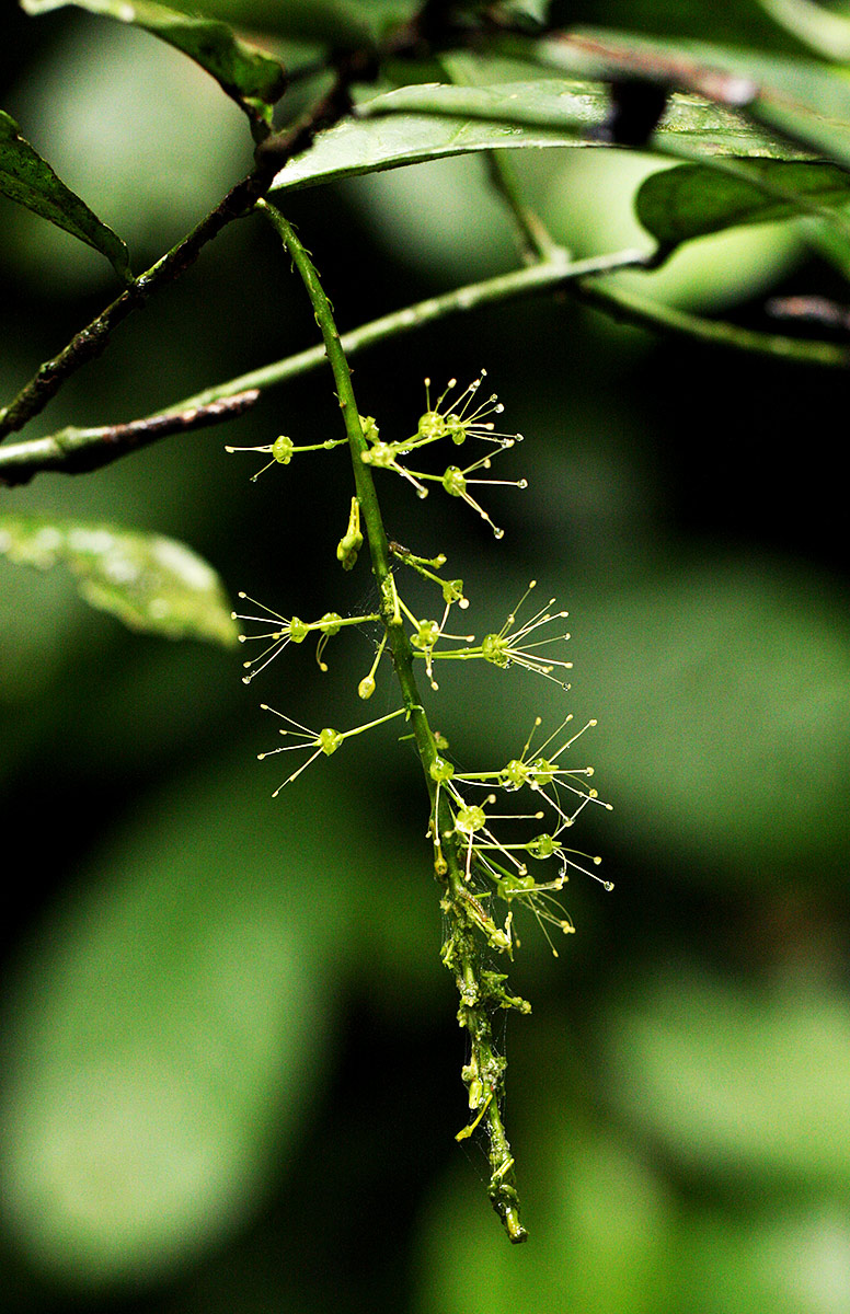 Urobotrya sparsiflora Urobotrya sparsiflora