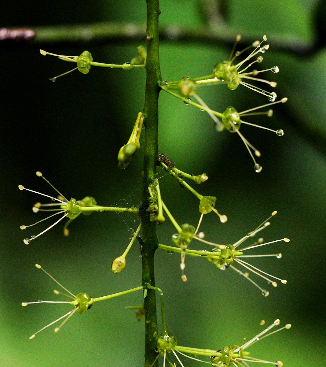 Urobotrya sparsiflora Urobotrya sparsiflora