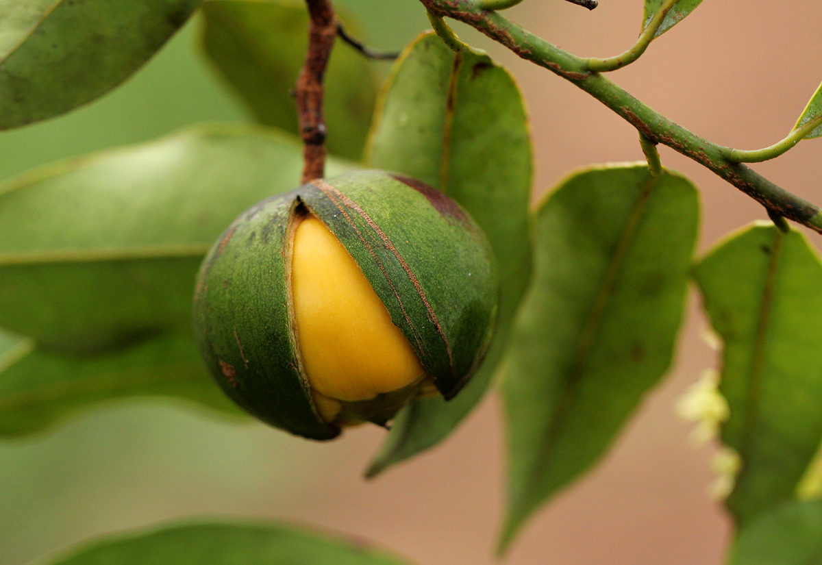 Ongokea gore Ongokea gore