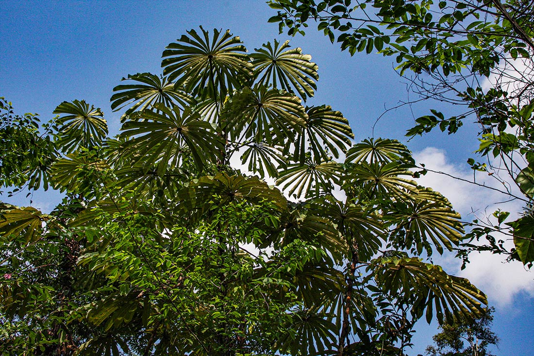 Musanga cecropioides Musanga cecropioides
