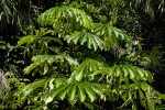 Musanga cecropioides