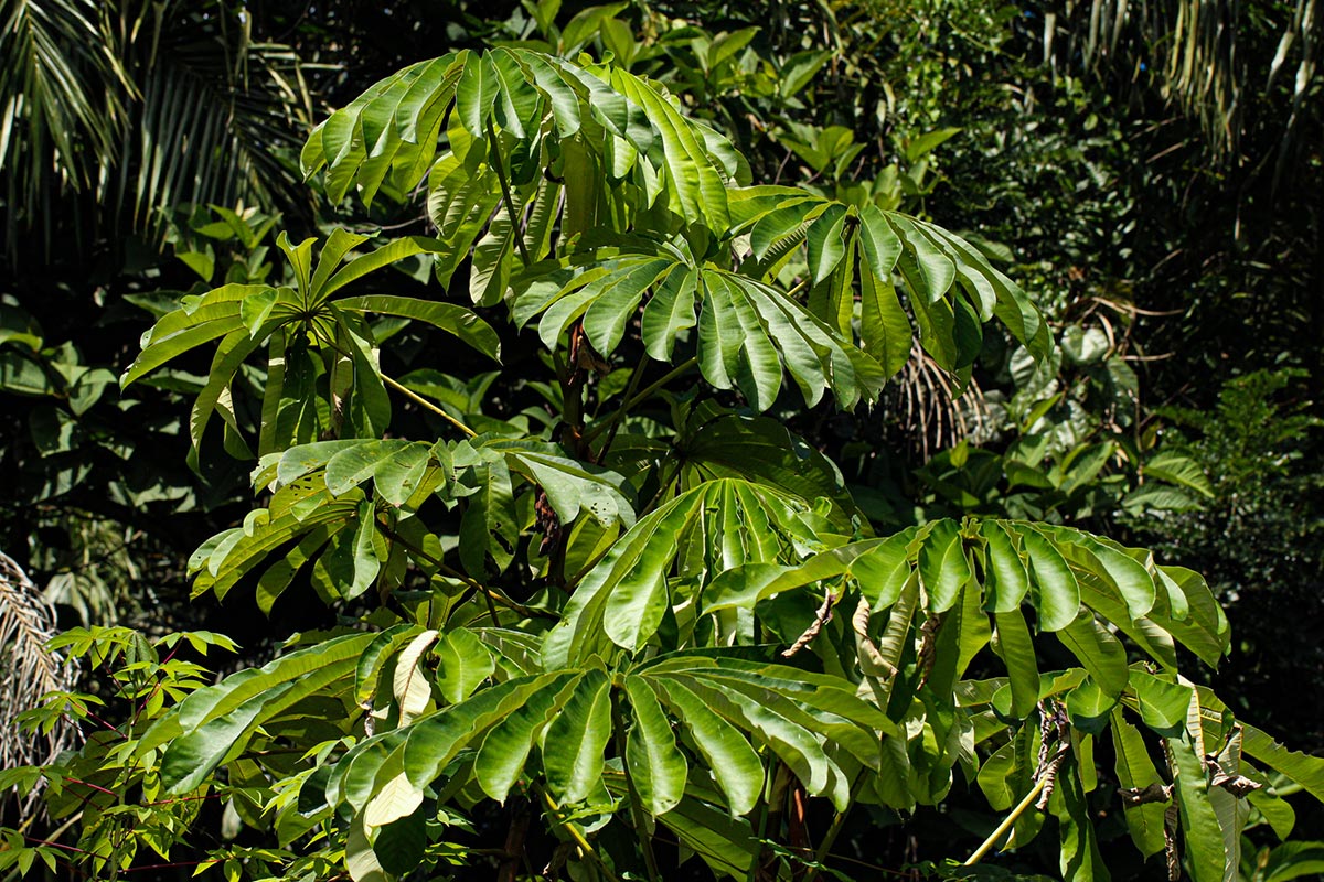 Musanga cecropioides Musanga cecropioides