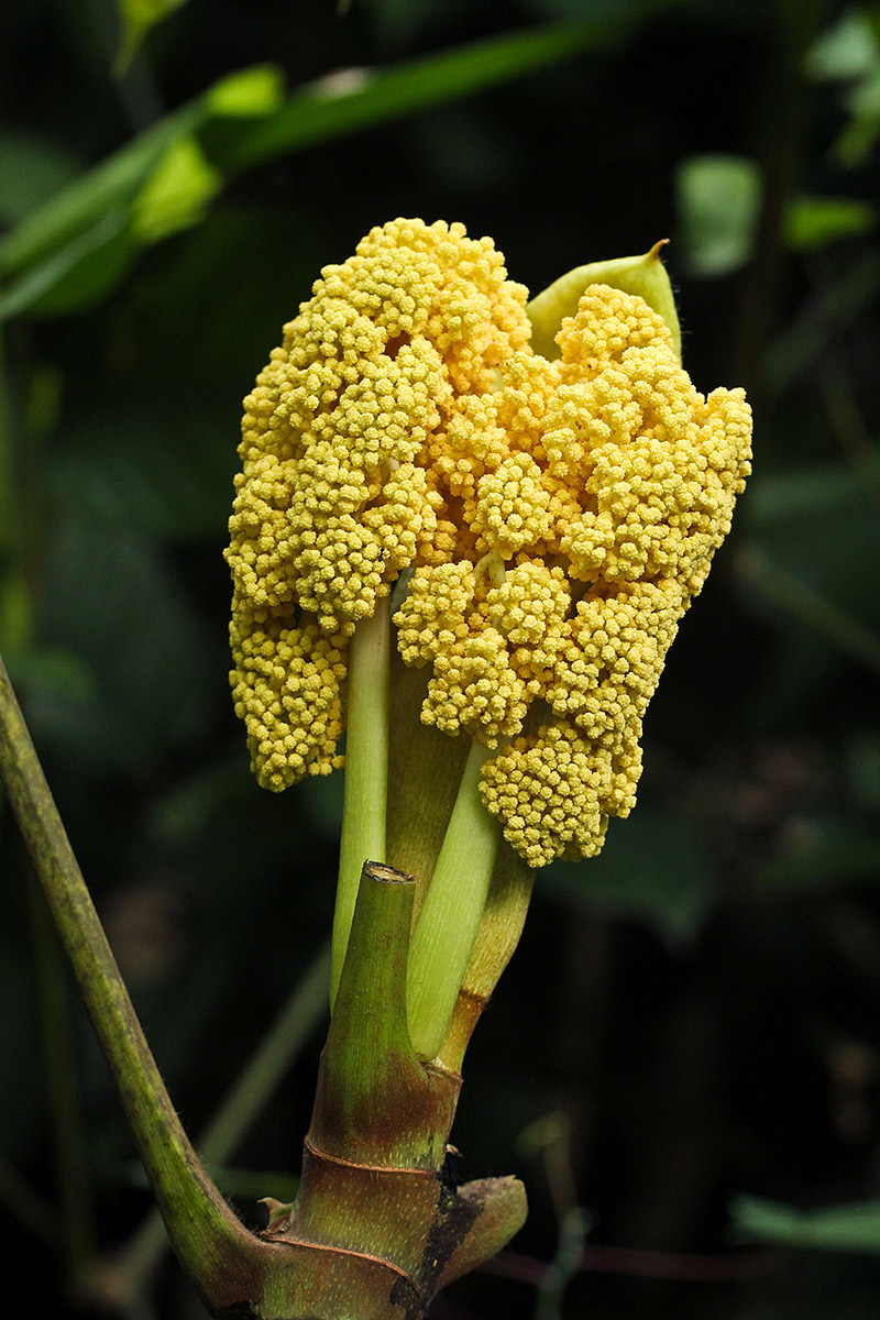 Musanga cecropioides Musanga cecropioides