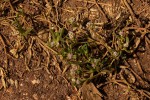 Blutaparon vermiculare