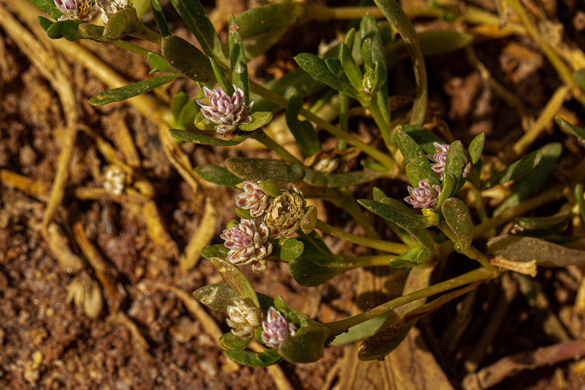 Blutaparon vermiculare