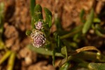 Blutaparon vermiculare